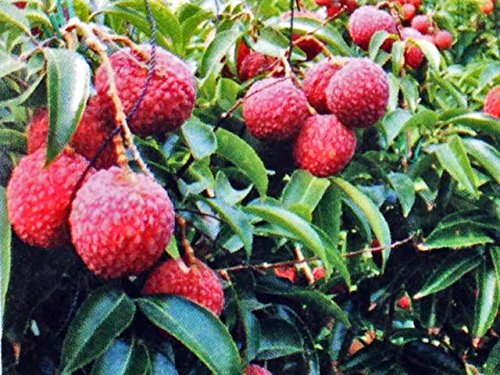 Amazon.co.jp: 楊貴妃も大好物の宮崎県完熟生ライチ2Lサイズ9個化粧